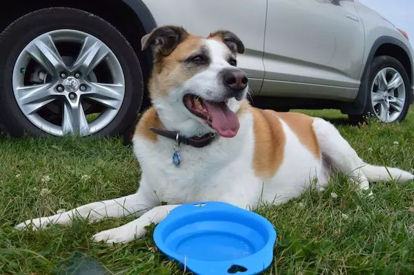 A dog taking an important water break on a road trip. A dog taking an important water break on a road trip.